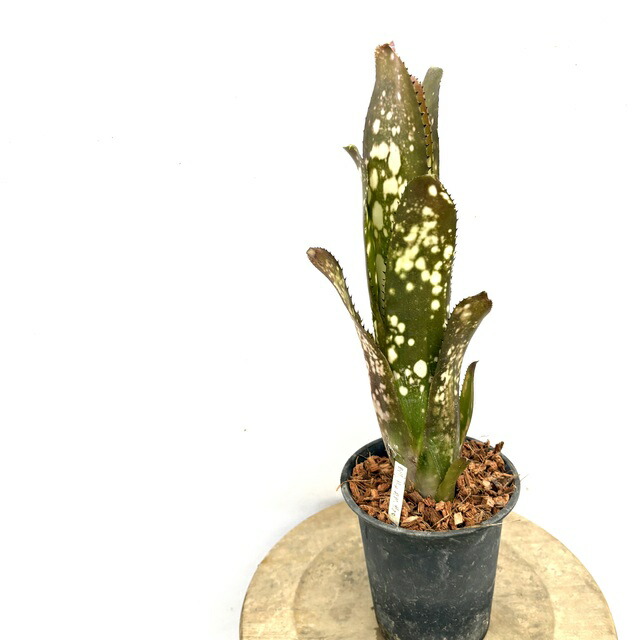 ビルベルギア　ビッタータ　ドミンゴスマルティンス×ストロベリー　ハイブリッド 楽天市場】(現品) ビルベルギア (ドミンゴスマーティンス