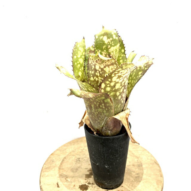 楽天市場】(現品) エクメア 'スター オブ リンダ' (No.62500) (観葉