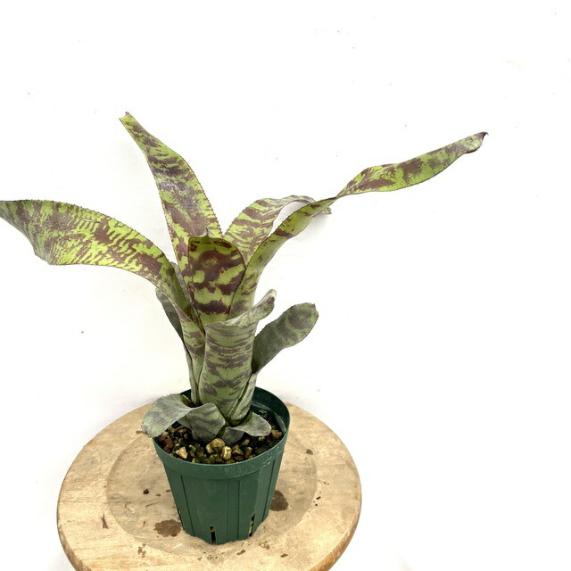 (期間限定)Billbergia sanderiana Billbergia Sanderiana