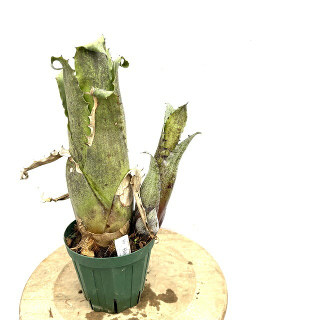 楽天市場】(現品) ケスネリア テストゥド 'アルボマージナータ' (No