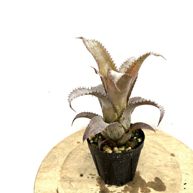 楽天市場】(現品) ホヘンベルギア sp.サンドラズマウンテン (No