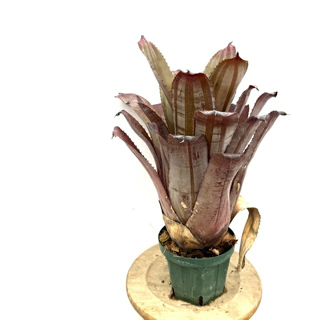 ブロメリア・エアープランツ Hohenbergia 'Purple Majesty' H0156 Hohenbergia 'Purple Majesty' – bromeliad.com
