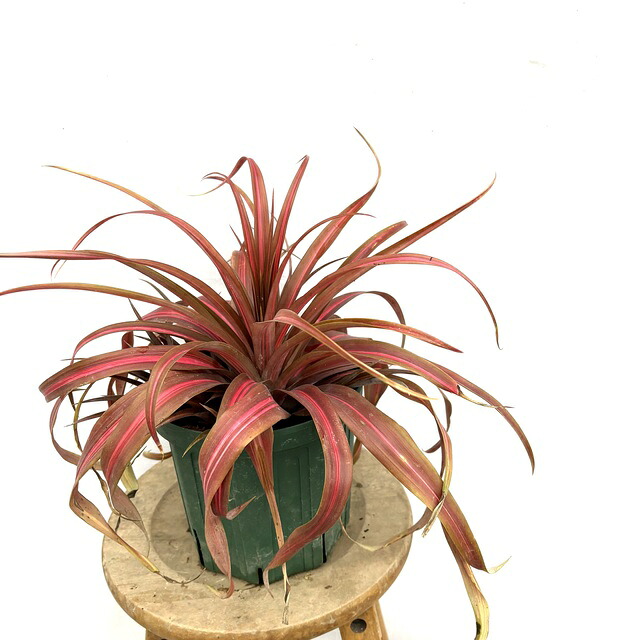 (現品) アナナス コモサス 斑入り (No.62507) (観葉植物 おしゃれ 壁掛け インテリア ミニ 小型 大型 吊り下げ 室内 タンクブロメリア Ananas comosus variegated)