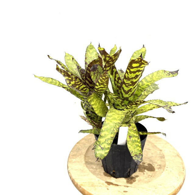 楽天市場】(現品) エクメア オーランディアナ 'レインボー' (No