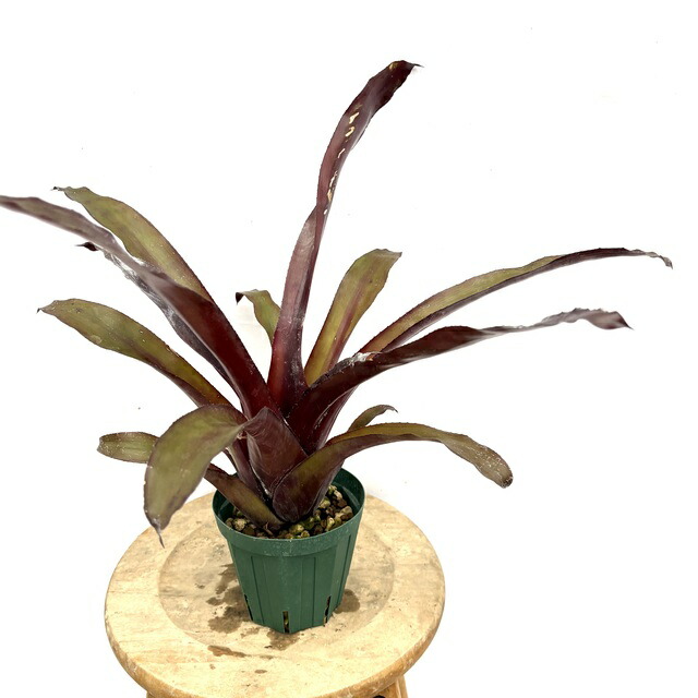 楽天市場】(現品) エクメア ヌディカウリス 'シルバーストリーク