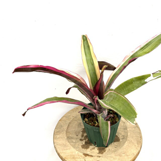 楽天市場】(現品) エクメア ムルフォーディ 'マルバ' (No.62178) (観葉