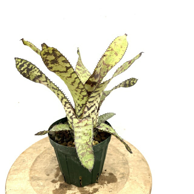 楽天市場】(現品) エクメア 'オットー' (No.62272) (観葉植物