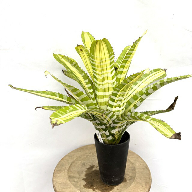 エクメア ムルフォーディ マルバ　1 楽天市場】(現品) エクメア ムルフォーディ 'マルバ' (No.62178