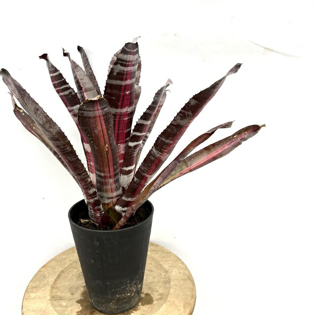 楽天市場】(現品) エクメア ムルフォーディ 'マルバ' (No.62178