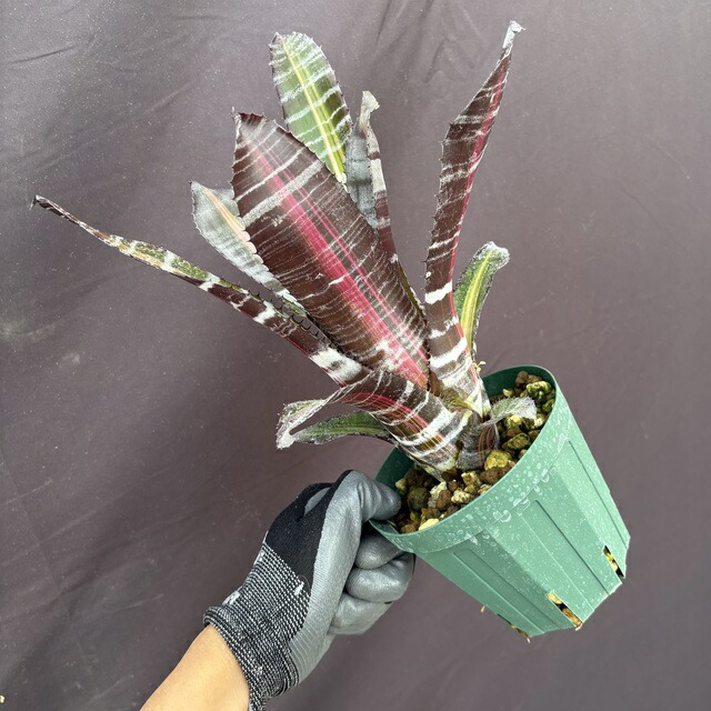 エクメア ムルフォーディ マルバ エクメア・ムルフォーディ【マルバ】 Aechmea mulfordii 'Malva