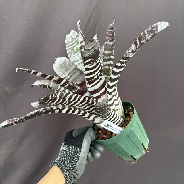 楽天市場】(現品) エクメア 'オットー' (No.62272) (観葉植物 おしゃれ