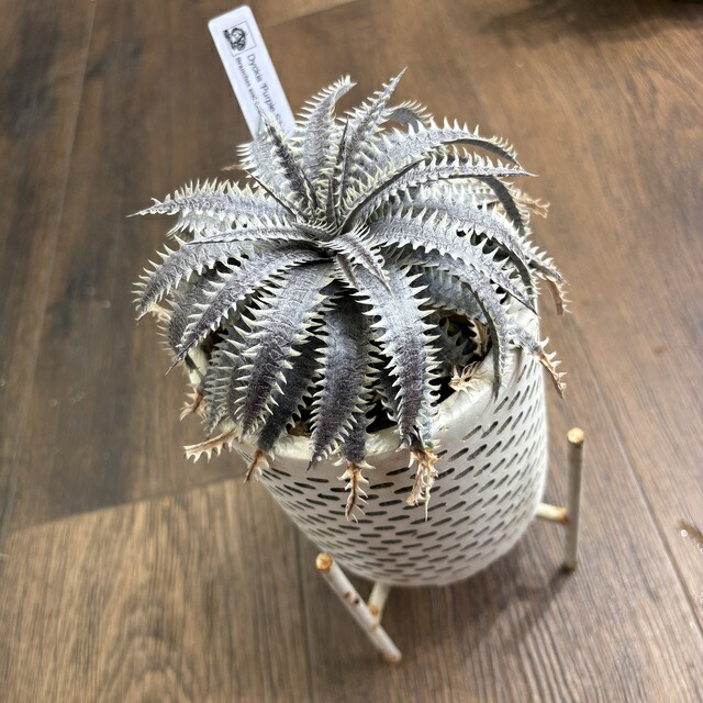 楽天市場】(現品) ディッキア (big brother × fosteriana) (No.62470