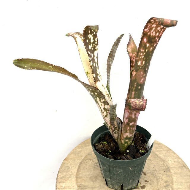 楽天市場】(現品) ビルベルギア 'ティンカーベル' (No.62197) (観葉