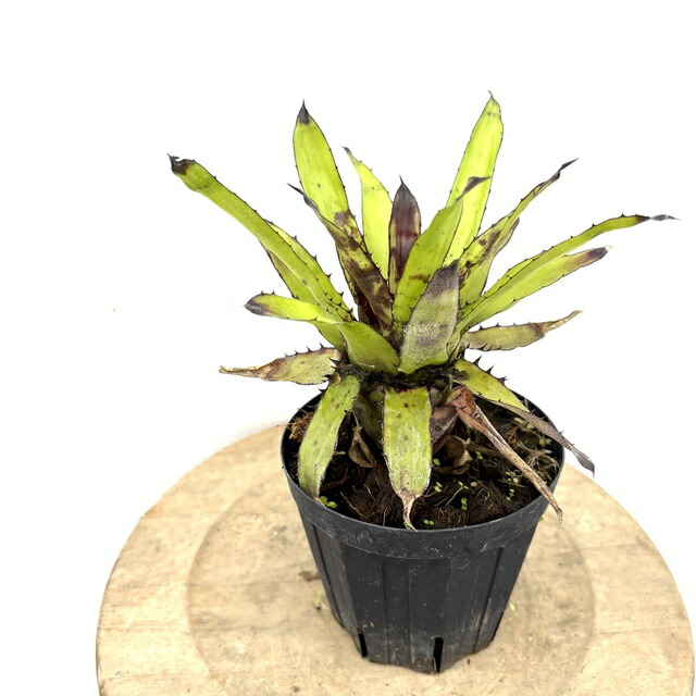 楽天市場】(現品) カニストラム セイデリアヌム (No.61993) (観葉植物