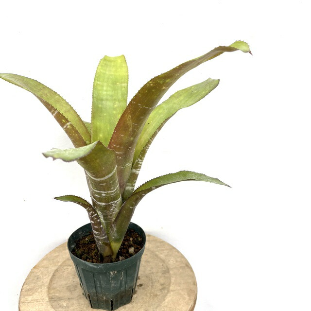 楽天市場】(現品) ビルベルギア 'ラヴィアンローズ' (No.62494) (観葉