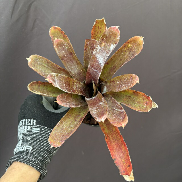 楽天市場】(現品) ケスネリア テストゥド 'アルボマージナータ' (No