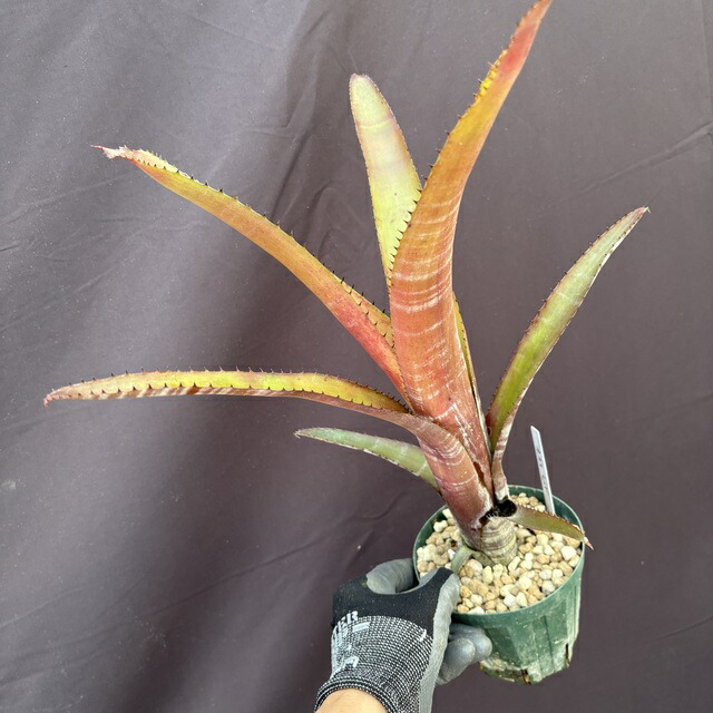 楽天市場】(現品) エクメア ヌディカウリス 'キャンディケーン' (No