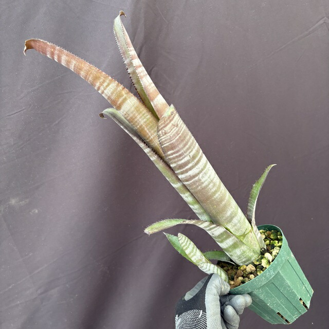 楽天市場】(現品) ビルベルギア 'アリベラ' (No.62335) (観葉植物