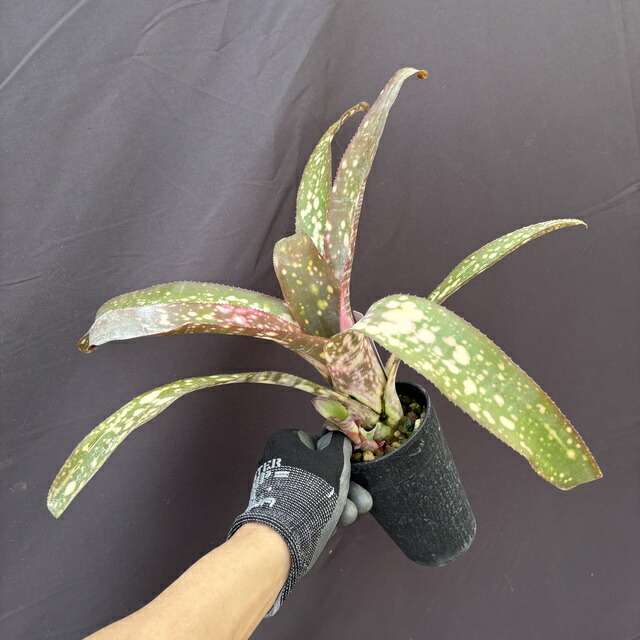 楽天市場】(現品) ビルベルギア 'ハレルヤ' 斑入り (No.62346) (観葉