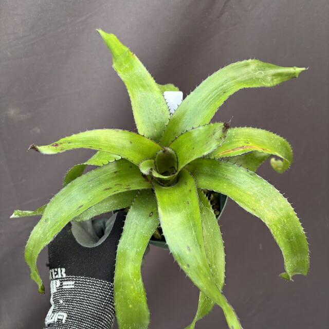 楽天市場】(現品) ケスネリア テストゥド 'アルボマージナータ' (No