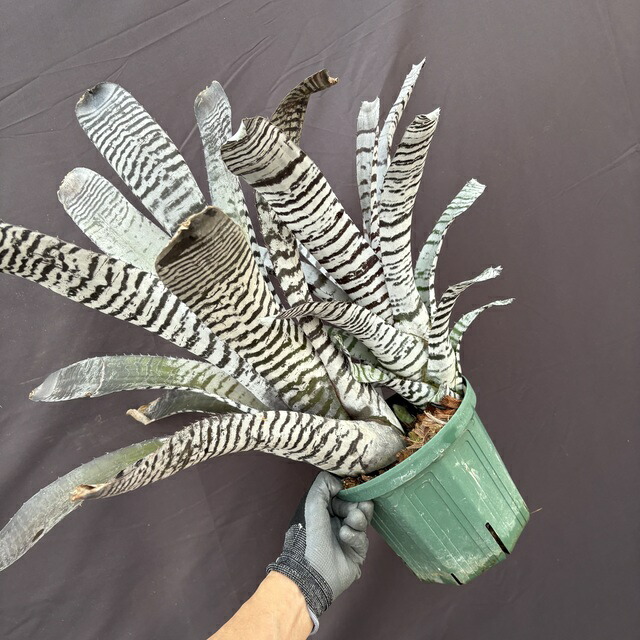 楽天市場】(現品) カニストラム セイデリアヌム (No.61993) (観葉植物