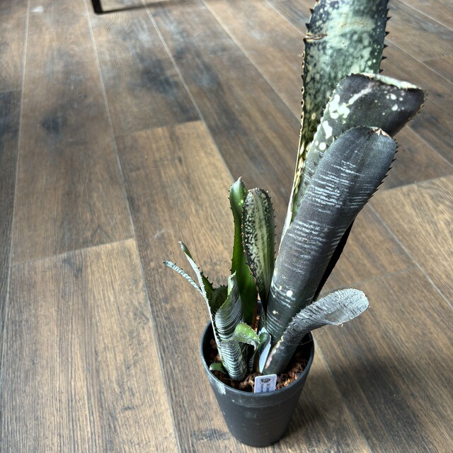 楽天市場】(現品) ビルベルギア (ドミンゴスマーティンス