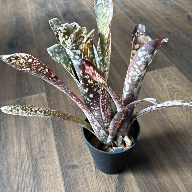 ブロメリア・エアープランツ Billbergia Tinker Bell 楽天市場】(現品) ビルベルギア 'ティンカーベル' (No.62197) (観葉