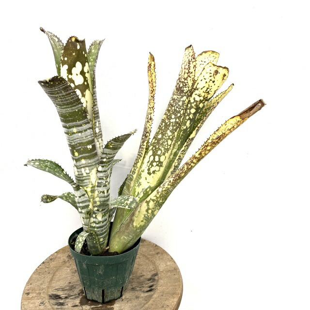 楽天市場】(現品) ビルベルギア (ドミンゴスマーティンス