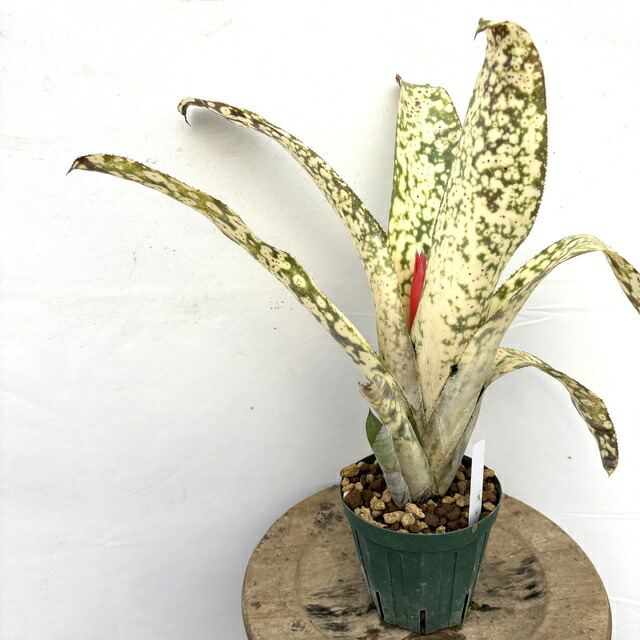 楽天市場】(現品) ビルベルギア 'バニスファクター' (No.62589) (観葉