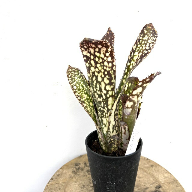 楽天市場】(現品) ビルベルギア (ドミンゴスマーティンス