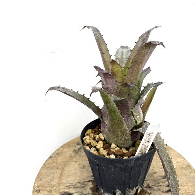 ブロメリア・エアープランツ Hohenbergia Magnispina ホヘンベルギア マグニスピナ Hohenbergia magnispina ホヘンベルギア