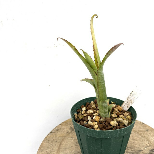 楽天市場】(現品) ケスネリア 'ラファエルオリベイラ' (No.62395