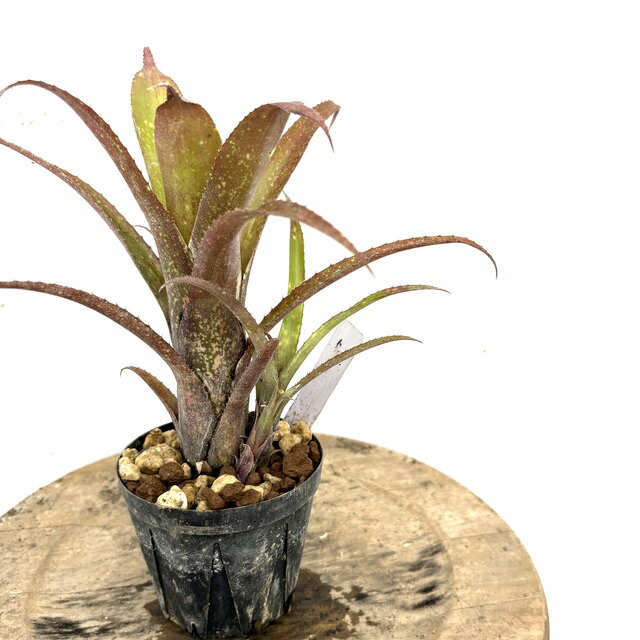 ブロメリア・エアープランツ Billbergia Dippin Dots ブロメリア・エアープランツ Billbergia Dippin Dot ビルベルギア
