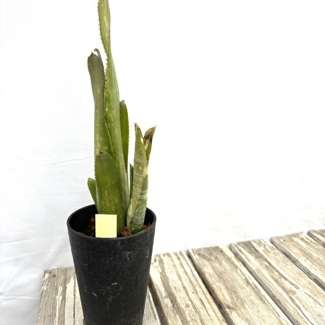 楽天市場】(現品) ビルベルギア 'サングレ' (No.62534) (観葉植物