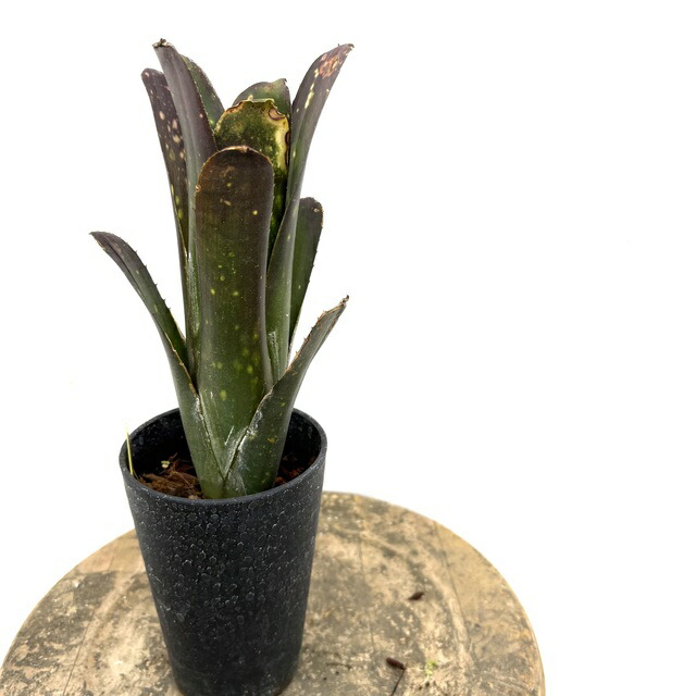 楽天市場】(現品) ビルベルギア ボブ (No.62586) (観葉植物 おしゃれ