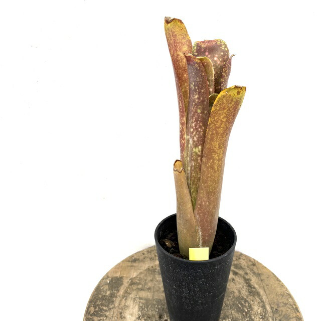 ビルベルギア バニスファクター♪ ビルベルギア Billbergia Bunniss Factor バニスファクター