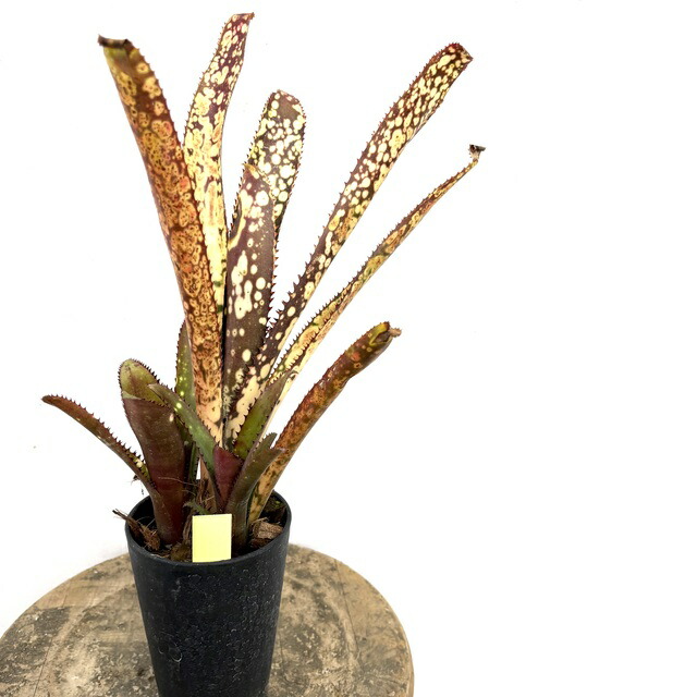 楽天市場】(現品) ビルベルギア 'アリベラ' (No.62335) (観葉植物