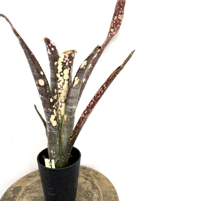 楽天市場】(現品) ビルベルギア (ドミンゴスマーティンス