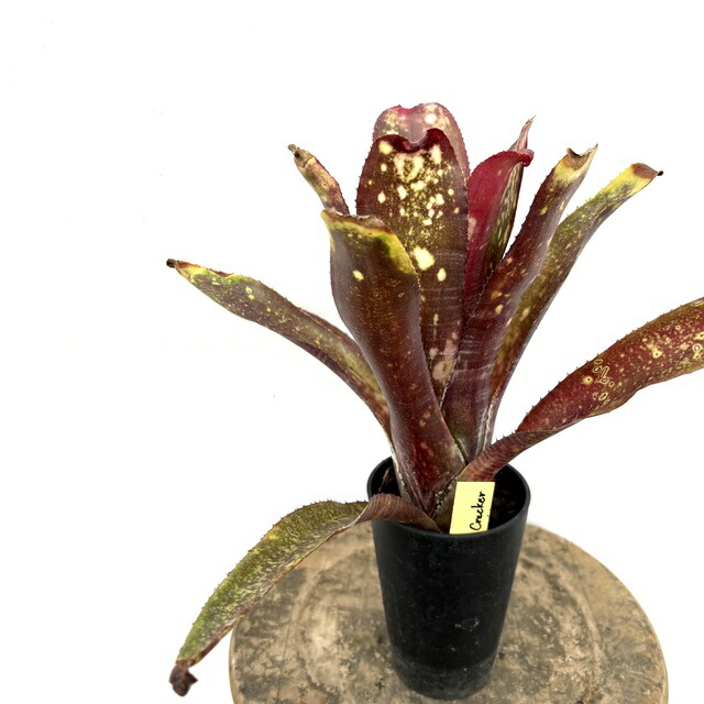 (現品) ビルベルギア 'コーランファイヤークラッカー’ (No.62580) (観葉植物 おしゃれ 壁掛け インテリア ミニ 小型 大型 吊り下げ 室内 タンクブロメリア Billbergia Kolan Firecracker)