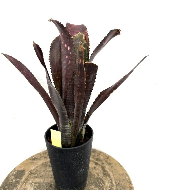 楽天市場】(現品) ビルベルギア ボブ (No.62586) (観葉植物 おしゃれ