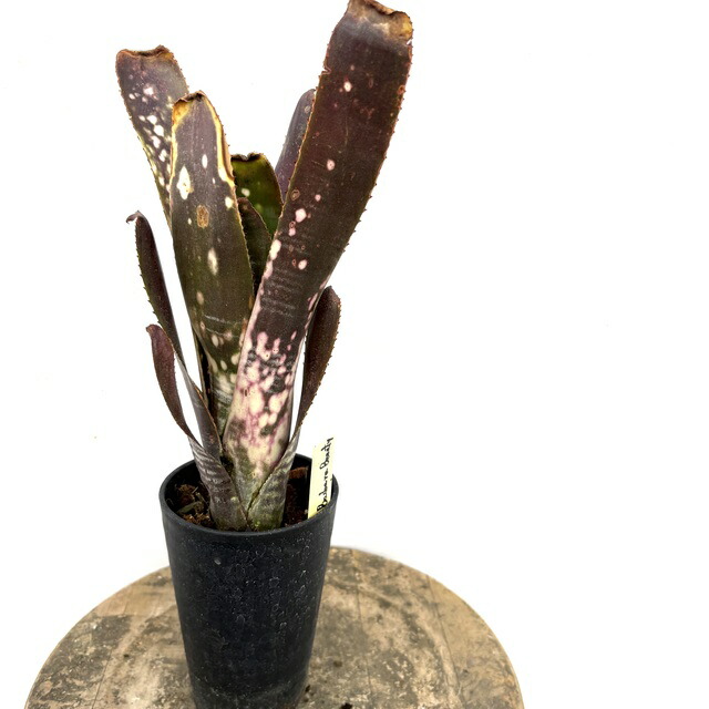 楽天市場】(現品) ビルベルギア ビッタータ 'ラルフ グラハム フレンチ