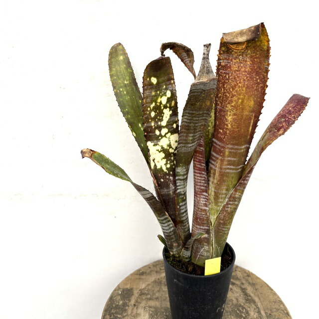 楽天市場】(現品) ビルベルギア 'ノーザンライツ' (No.62342) (観葉