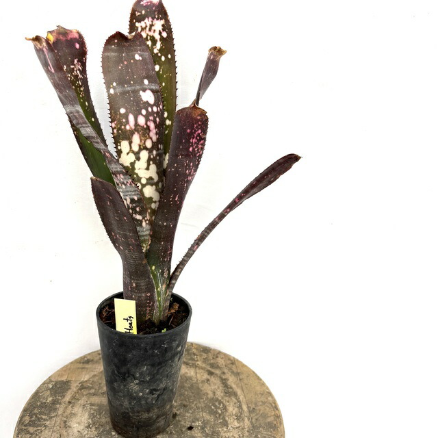 楽天市場】(現品) ビルベルギア (ドミンゴスマーティンス