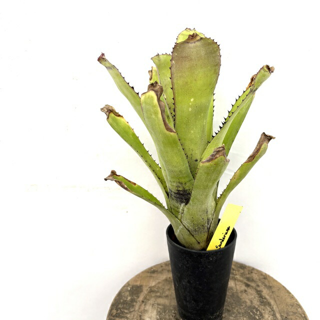 楽天市場】(現品) ビルベルギア (ドミンゴスマーティンス