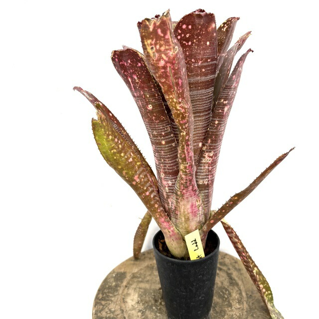 楽天市場】(現品) ビルベルギア (ドミンゴスマーティンス