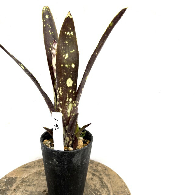 楽天市場】(現品) ビルベルギア 'Huay Sok White' (No.62495) (観葉