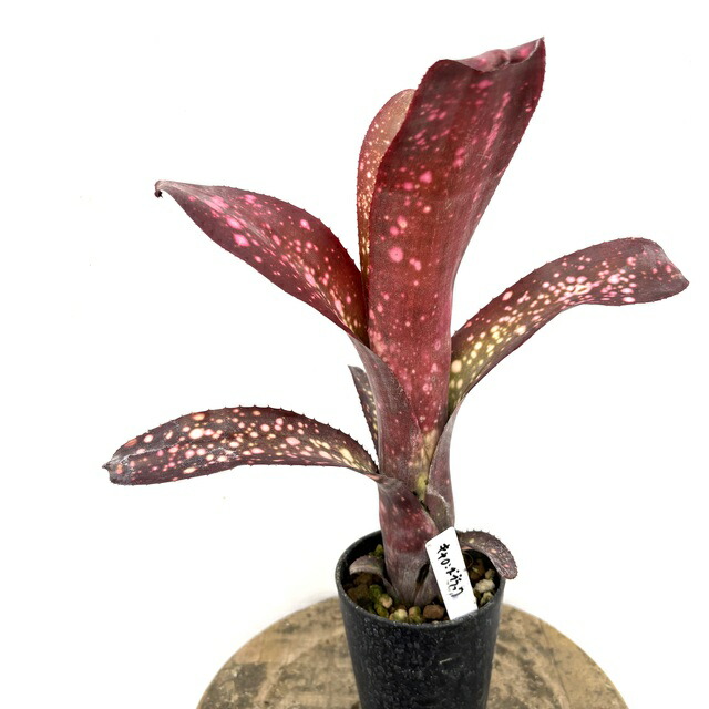 楽天市場】(現品) ビルベルギア 'サングレ' (No.62534) (観葉植物