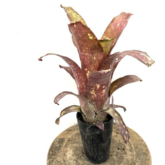 楽天市場】(現品) ビルベルギア 'ハレルヤ' 斑入り (No.62346) (観葉