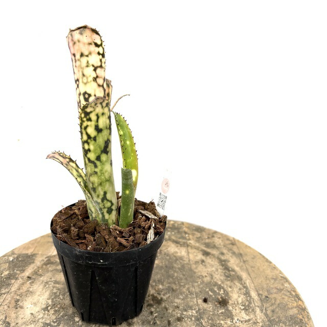 楽天市場】(現品) ホヘンベルギア マグニスピナ (No.62502) (観葉植物