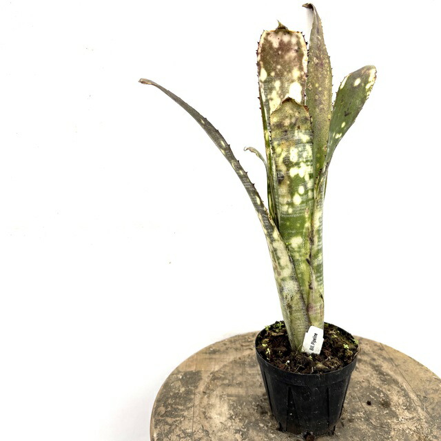 楽天市場】(現品) ビルベルギア 'ディッピンドッツ' (No.62341) (観葉